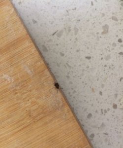 ​厨房虫子种类,家中厨房常见虫子有哪些