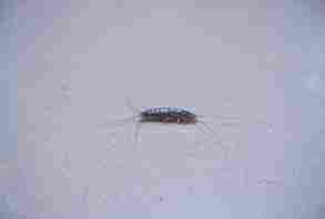 厨房虫子种类,家中厨房常见虫子有哪些图2