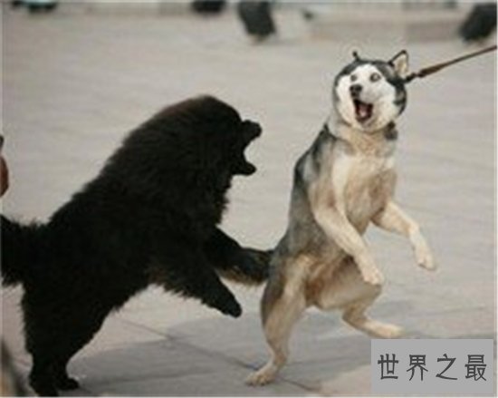 世界上最二的狗狗哈士奇智商低的原因 为什么会有铲屎官养这么二的狗狗