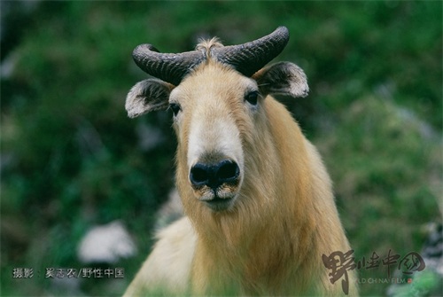 奔行在山林间的奇兽——羚牛