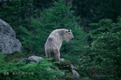 ​奔行在山林间的奇兽——羚牛