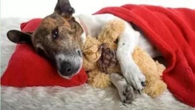 ​兔子喝牛奶喝多了怎么办？兔子喝牛奶拉稀怎么办？