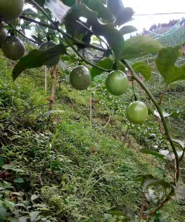 百香果外皮能吃吗，百香果的外壳瘪了像缩水了一样，还可以吃吗？图1