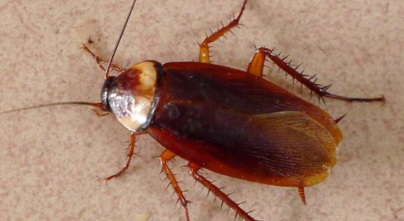 酒精可以杀死蟑螂,酒精能驱蟑螂吗图2