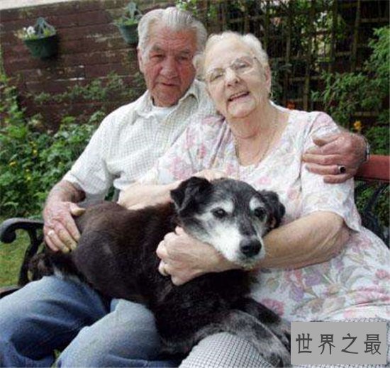 寿命最长的狗,他的寿命相当于人类的203岁!