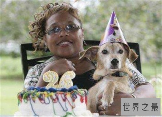 寿命最长的狗,他的寿命相当于人类的203岁!