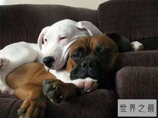 寿命最长的狗,他的寿命相当于人类的203岁!