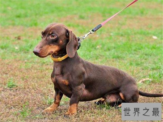 寿命最长的狗,他的寿命相当于人类的203岁!