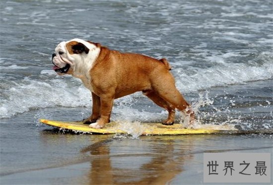 寿命最长的狗,他的寿命相当于人类的203岁!