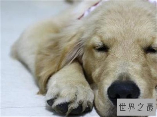 寿命最长的狗,他的寿命相当于人类的203岁!