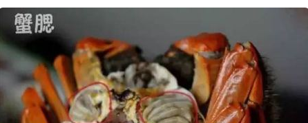 怎么判断梭子蟹能不能吃,梭子蟹哪个部位不能吃图解图4