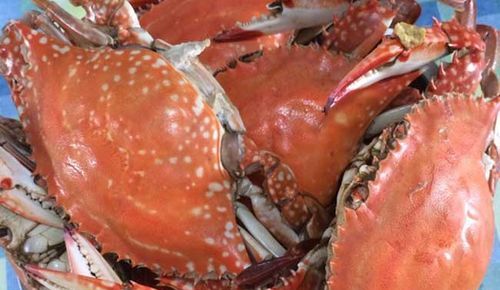 怎样的螃蟹不能吃