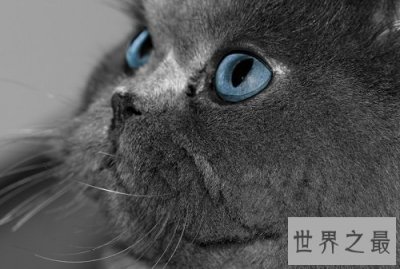 ​猫眼睛发炎怎么办？撸猫君快快看过来！