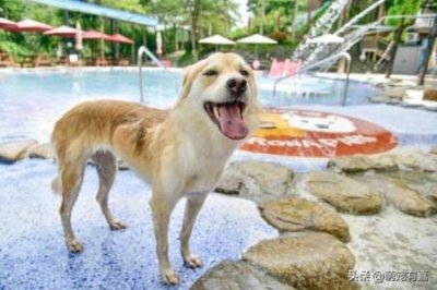 ​猫咪回不回家，跟它的品种也有关系，真相有5个