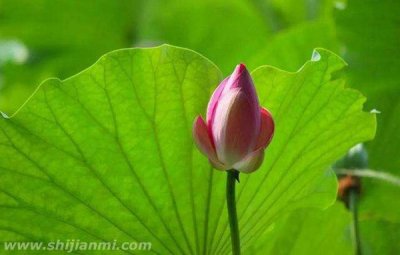 ​荷月是几月?为什么被称为荷月（荷花盛开的月份）