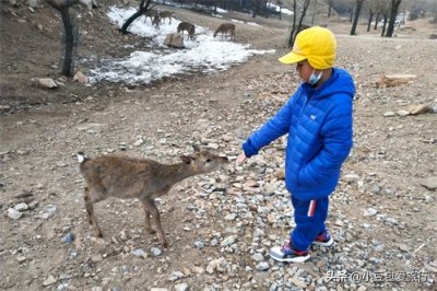 ​两人花了10元钱，就把北京著名的八达岭野生动物园逛遍了，真值