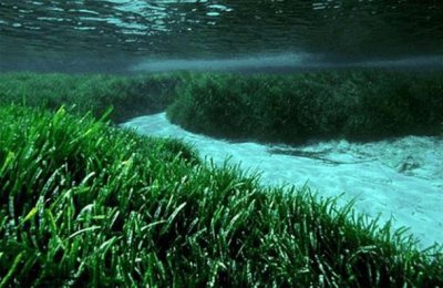 ​世界上寿命最长的十大植物 波西多尼亚海草第一名 潘多树林暂居第二