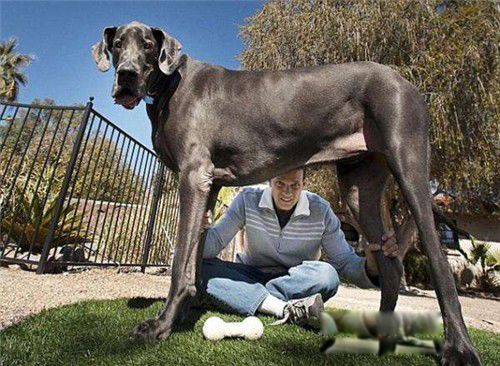 世界上最大的巨型犬 第一巨型猛犬名字叫什么