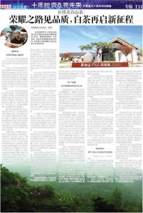 ​日照圣谷山茶：荣耀之路见品质，白茶再启新征程