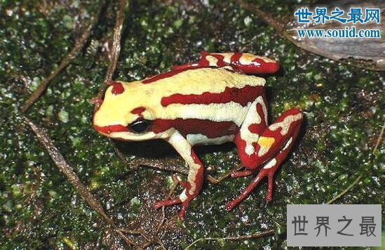 幽灵箭毒蛙，长相炫酷却有剧毒(一次可瞬杀10人)