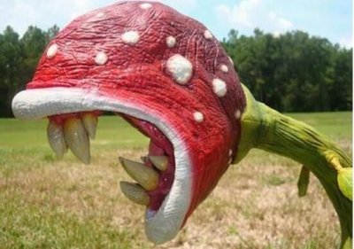 ​揭秘吃人植物食人花，其实并不吃人(真实身份是大王花)