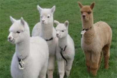 羊驼多少钱一只?幼羊驼一万元起(成年不会超过五万元)