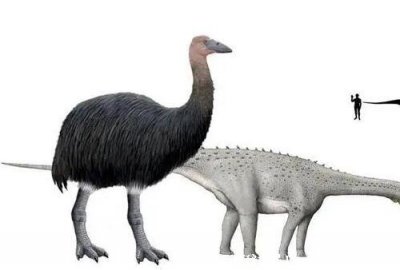 ​地球上最大的鸟类，3米高500公斤重的象鸟(具有世界第一大鸟的称号)