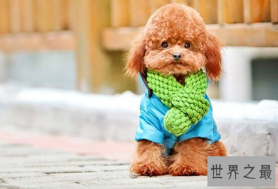 宠物狗智商排名，“飞盘侠”边境牧羊犬最机智小可爱