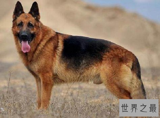 宠物狗智商排名，“飞盘侠”边境牧羊犬最机智小可爱