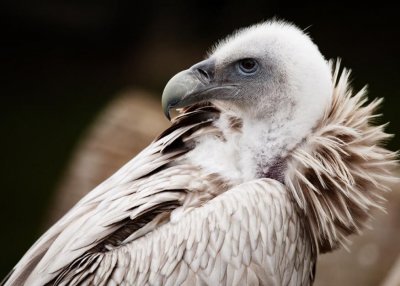 ​你以为秃鹫秃头是因为缺乏营养吗？错了，它是为了这个才这样做的