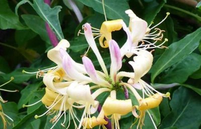 ​具有药用价值的十大花卉植物 千里光榜上有名 排在第一位的是金银花