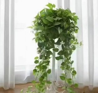 风水卧室放绿萝可以吗