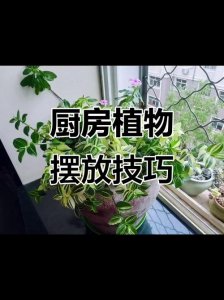 风水厨房可以放植物吗?吉凶