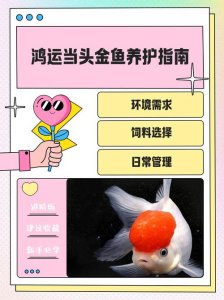 养鱼风水诀窍有利财运吗