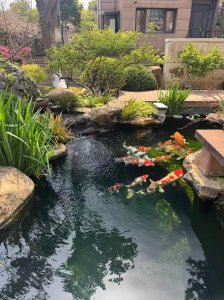 鱼池建造有风水吗?好吗
