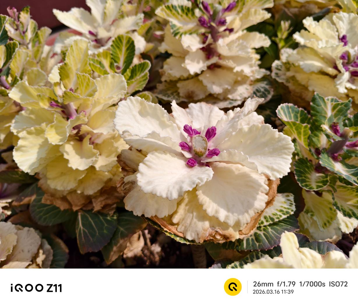 iQOO Z11评测:性能续航小超人再进化