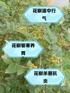 花椒树种院内影响风水吗