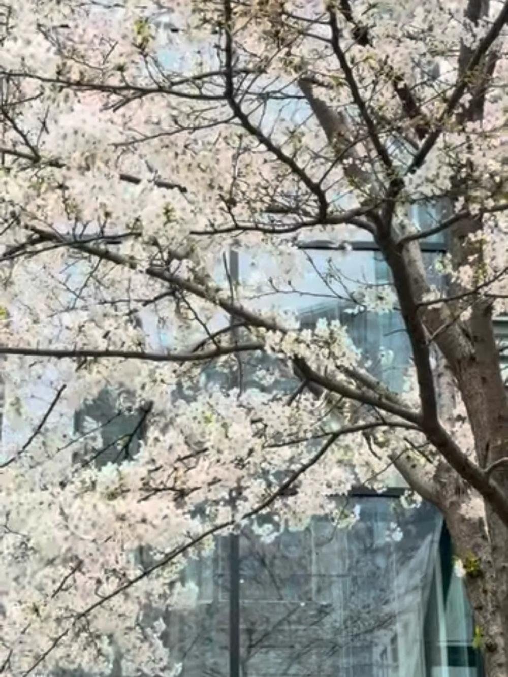 陈乔恩庆祝结婚4周年，和老公去东京旅行，二人世界尽显幸福甜蜜