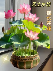 风水房间可种碗莲花吗