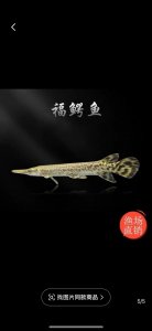 福鳄可以做风水鱼吗