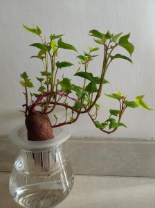 风水上家里能种红薯