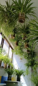 吊挂植物风水讲究吗