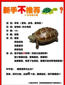 风水家中能养小乌龟吗
