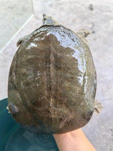 云浮市东风水库有甲鱼吗