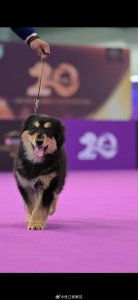 霍思燕淡出演艺圈后带狗拿了三个国际冠军，母犬姓“霍”，公犬姓“杜”