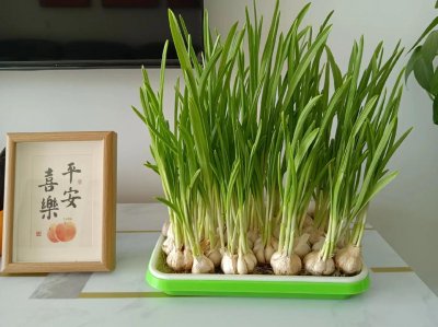 室内种蒜影响风水吗
