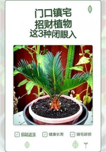 大门能放风水植物吗