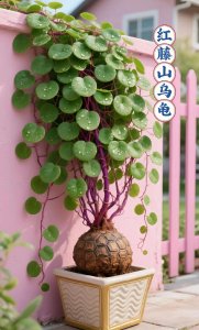 藤本植物影响风水吗