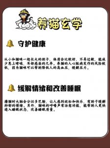 下午可以养猫吗?风水好吗