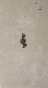 风水院子不能有蝙蝠吗